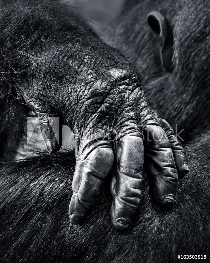 Afbeeldingen van Gorilla Hand